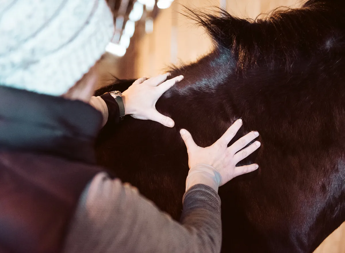Hands performing massage strokes along a dark bay horse’s topline