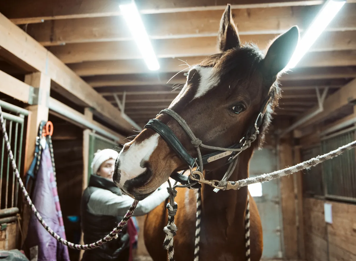 Horse standing quietly in cross-ties before a routine massage session