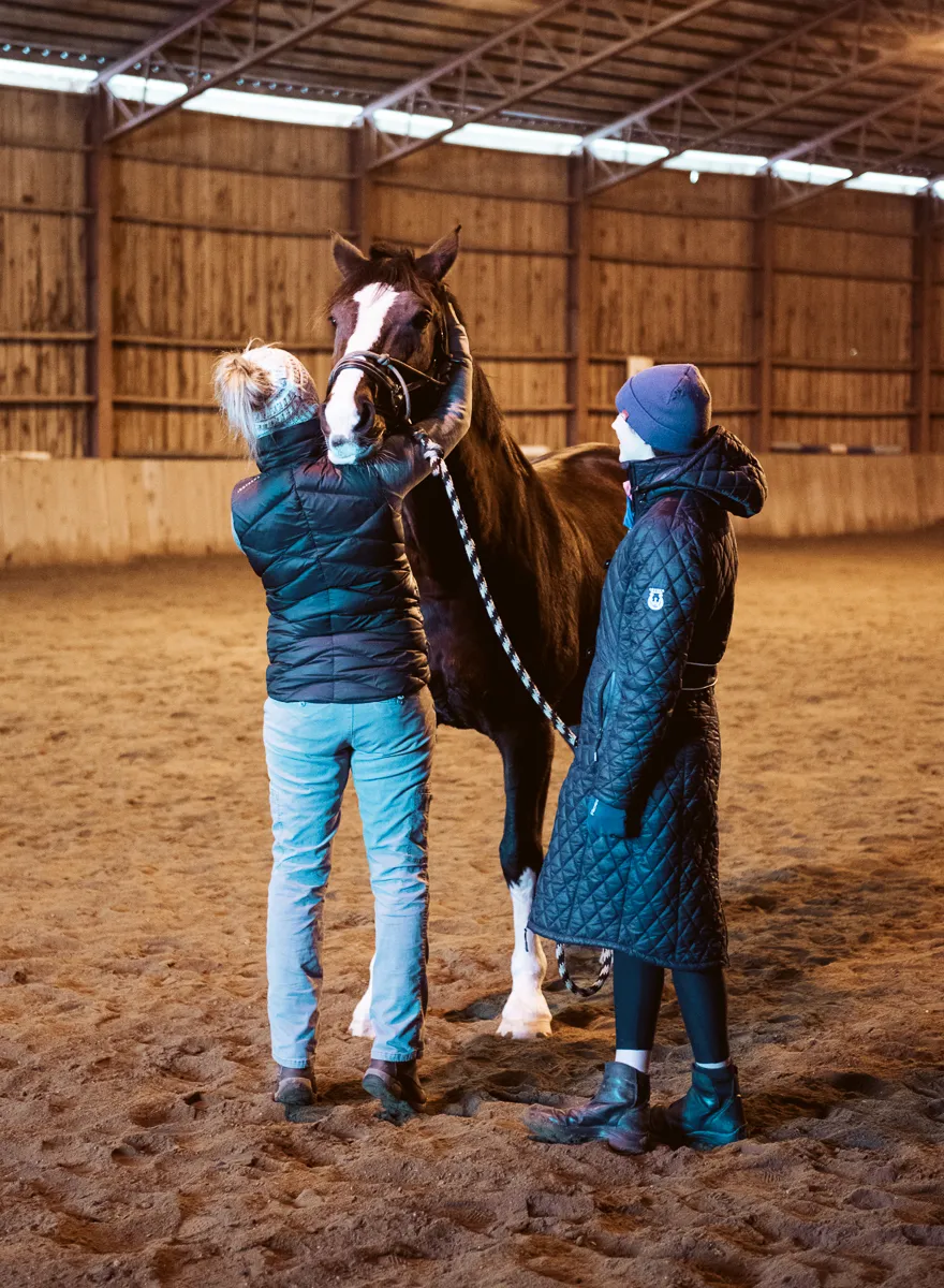 Young horse being introduced to gentle bodywork with its owner nearby
