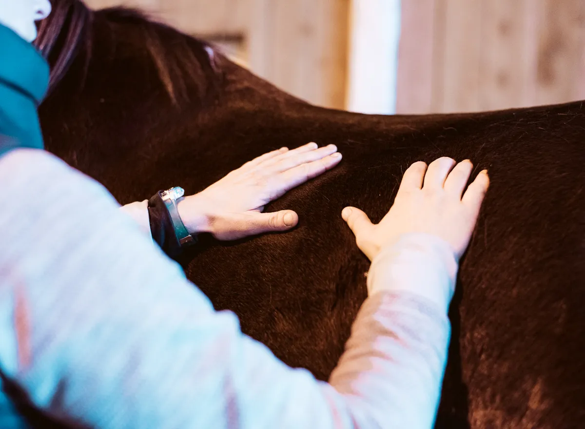 Close-up of equine massage strokes along a dark bay horse’s back