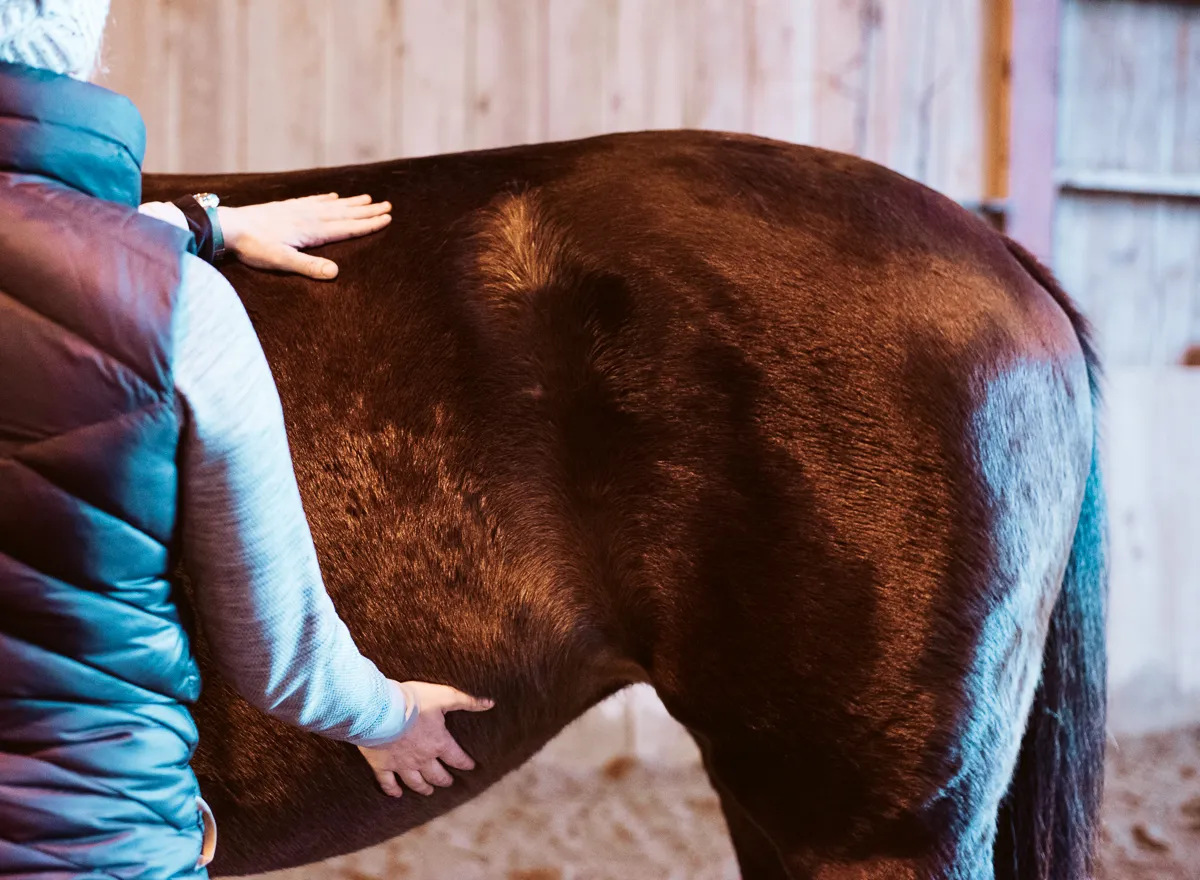 Equine massage therapist working on the hindquarters of a bay horse at a barn in Eastern Ontario