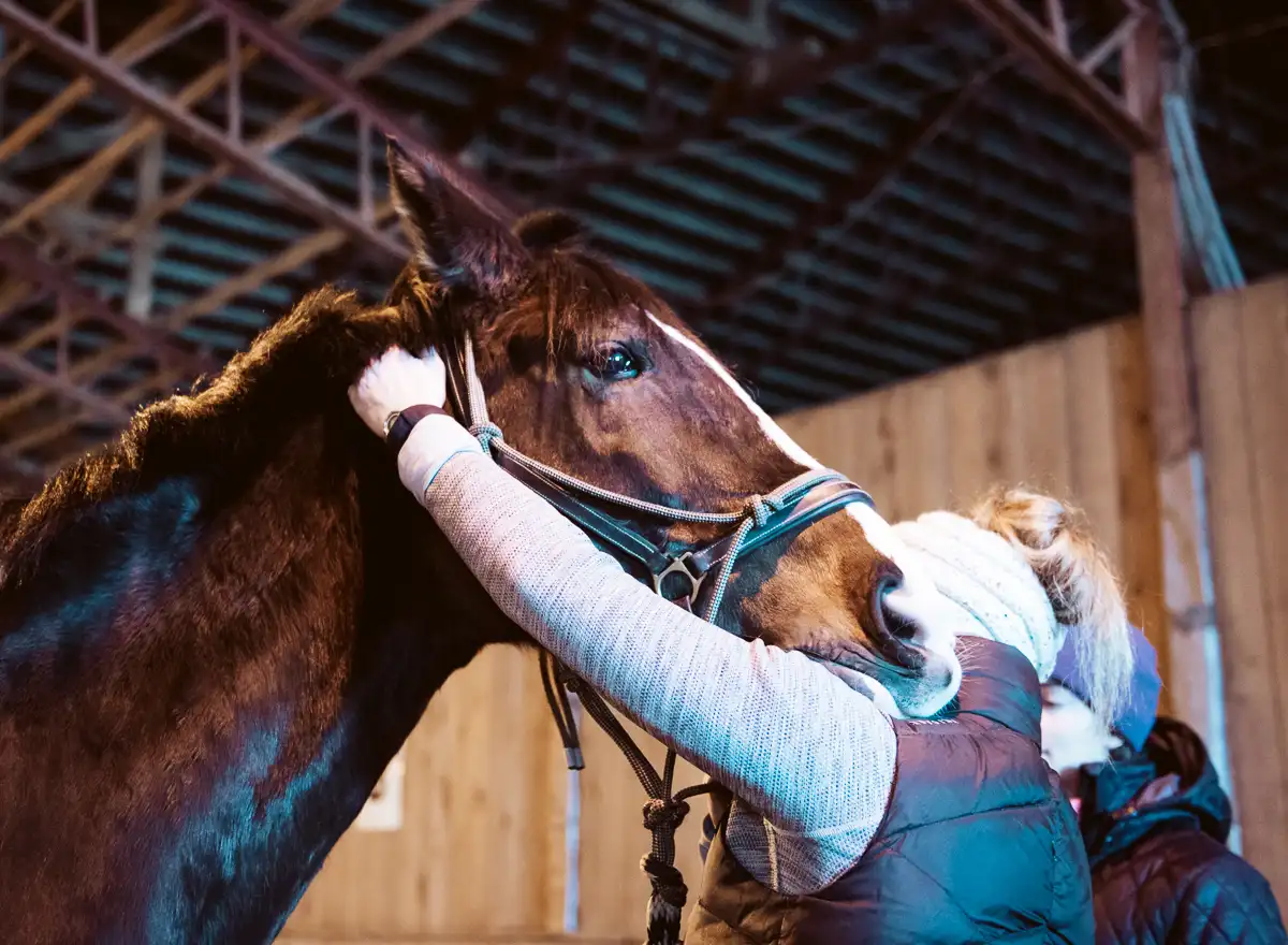 Erin Grace performing rehabilitation bodywork on a horse’s neck and poll inside a stable