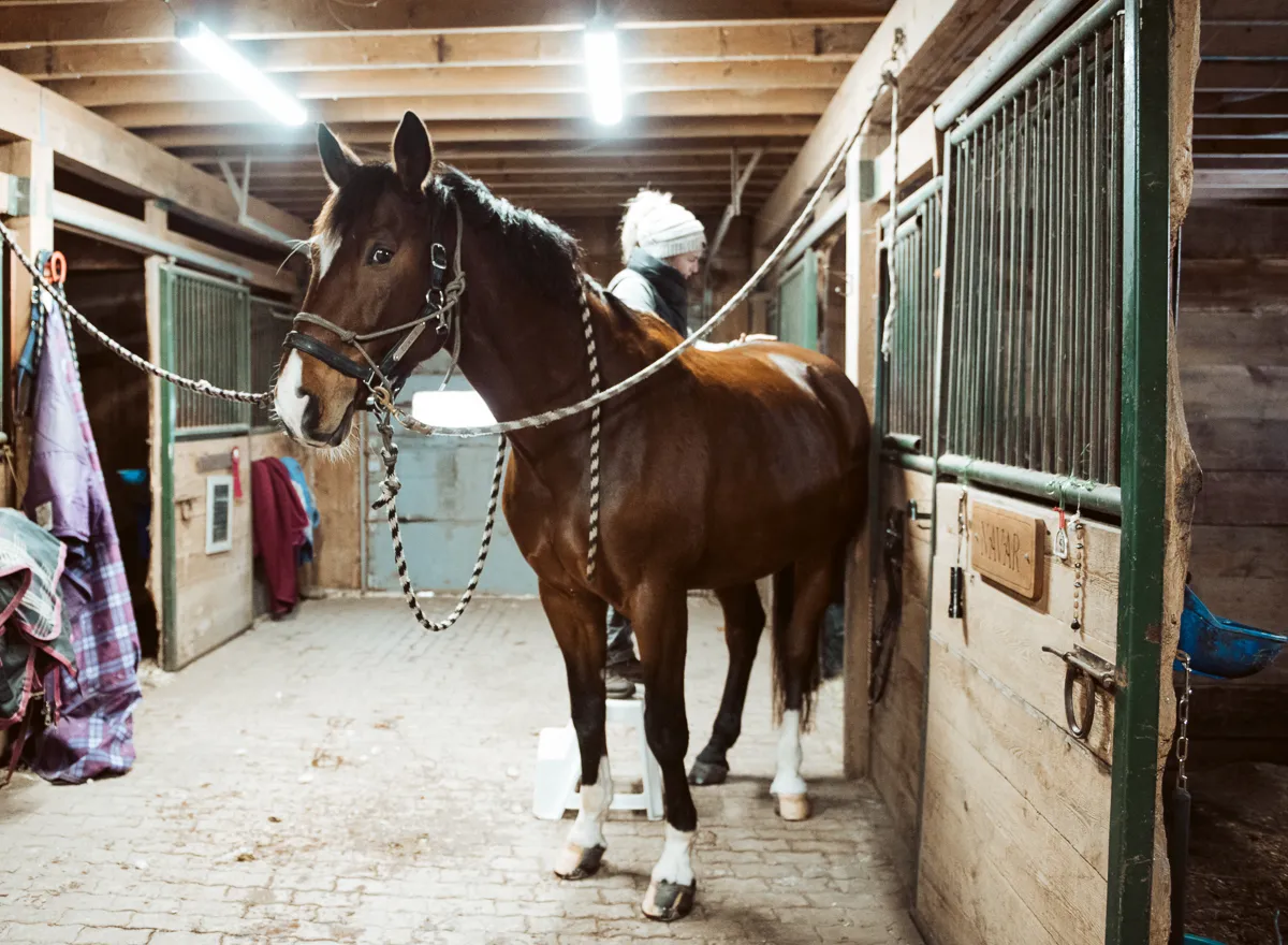 Sport horse standing in a barn aisle before pre-ride massage preparation